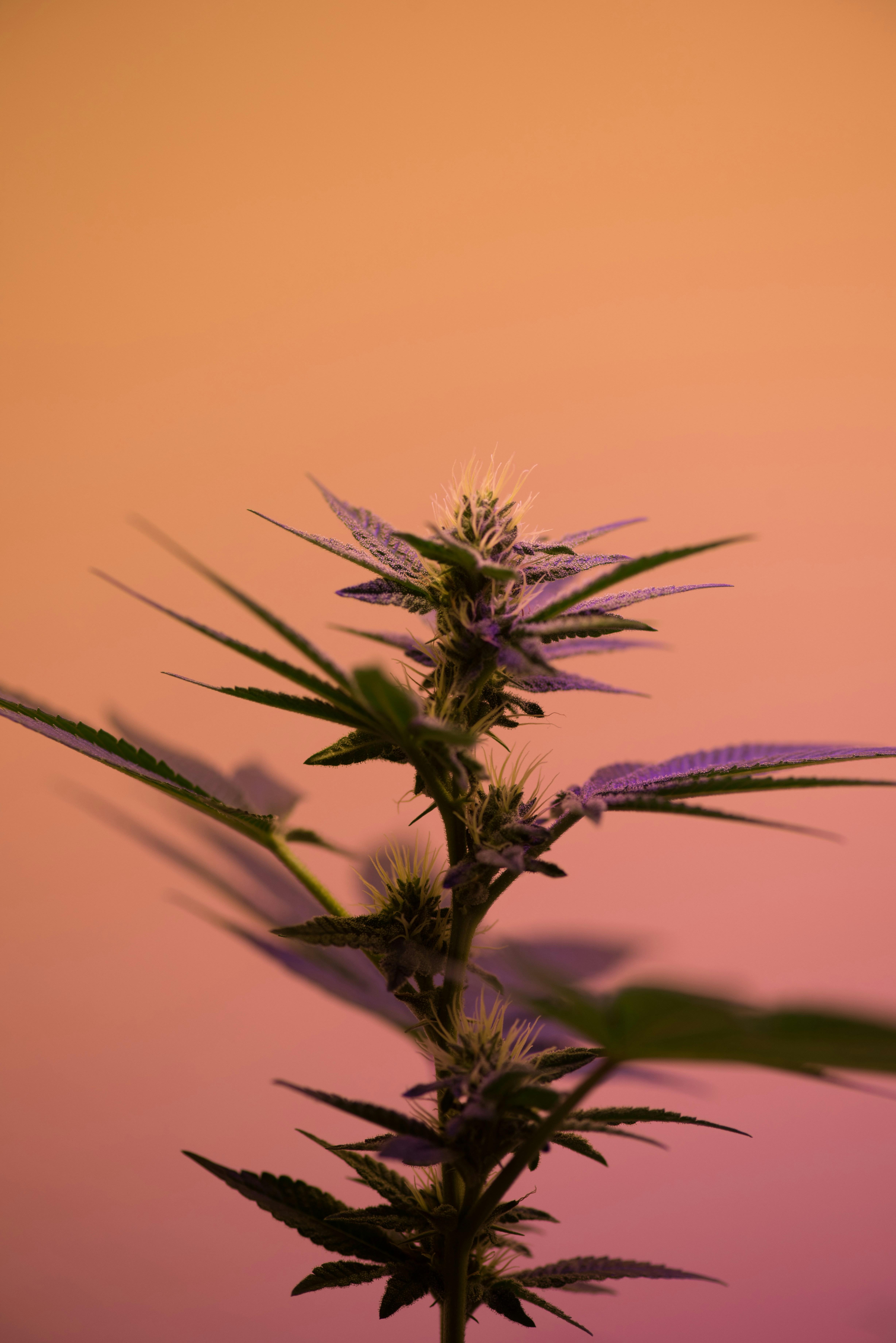 Exploring the Efficacy of Cannabis in Chronic Pain Management