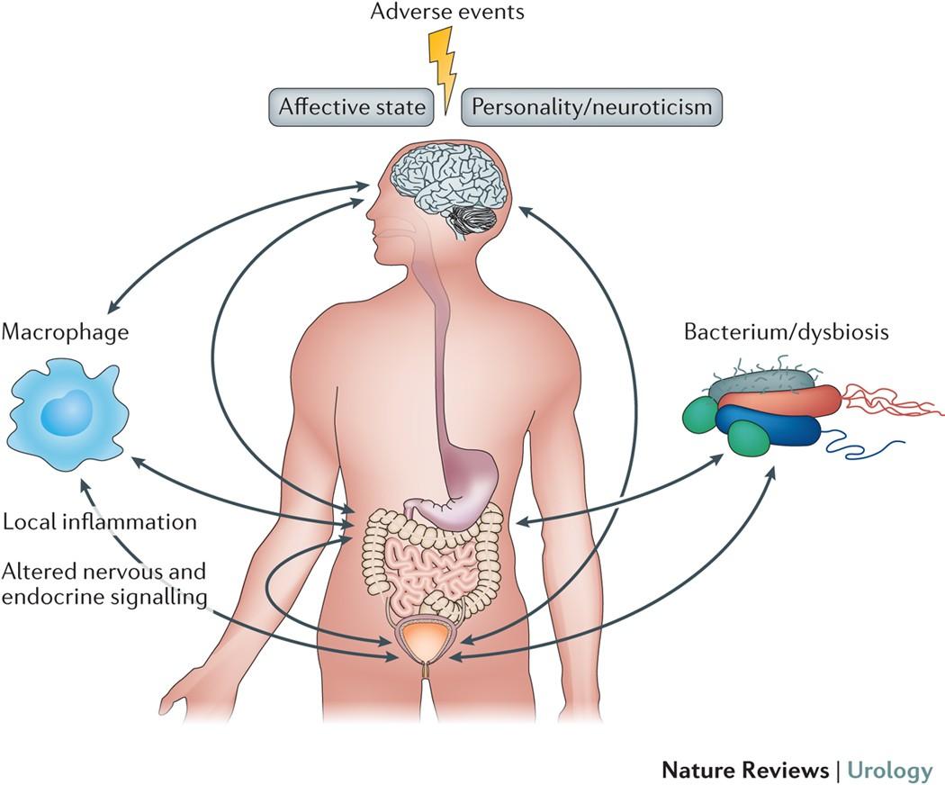 Navigating the Maze of Common Male Urological Disorders