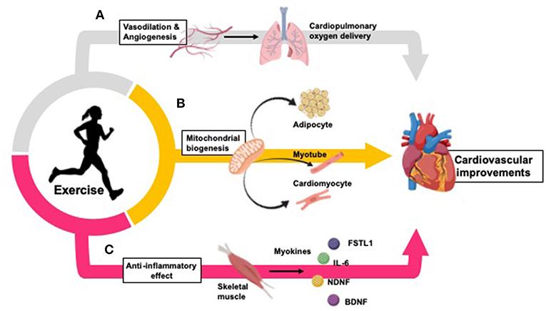 The Power of Physical Activity in Cardiovascular Health