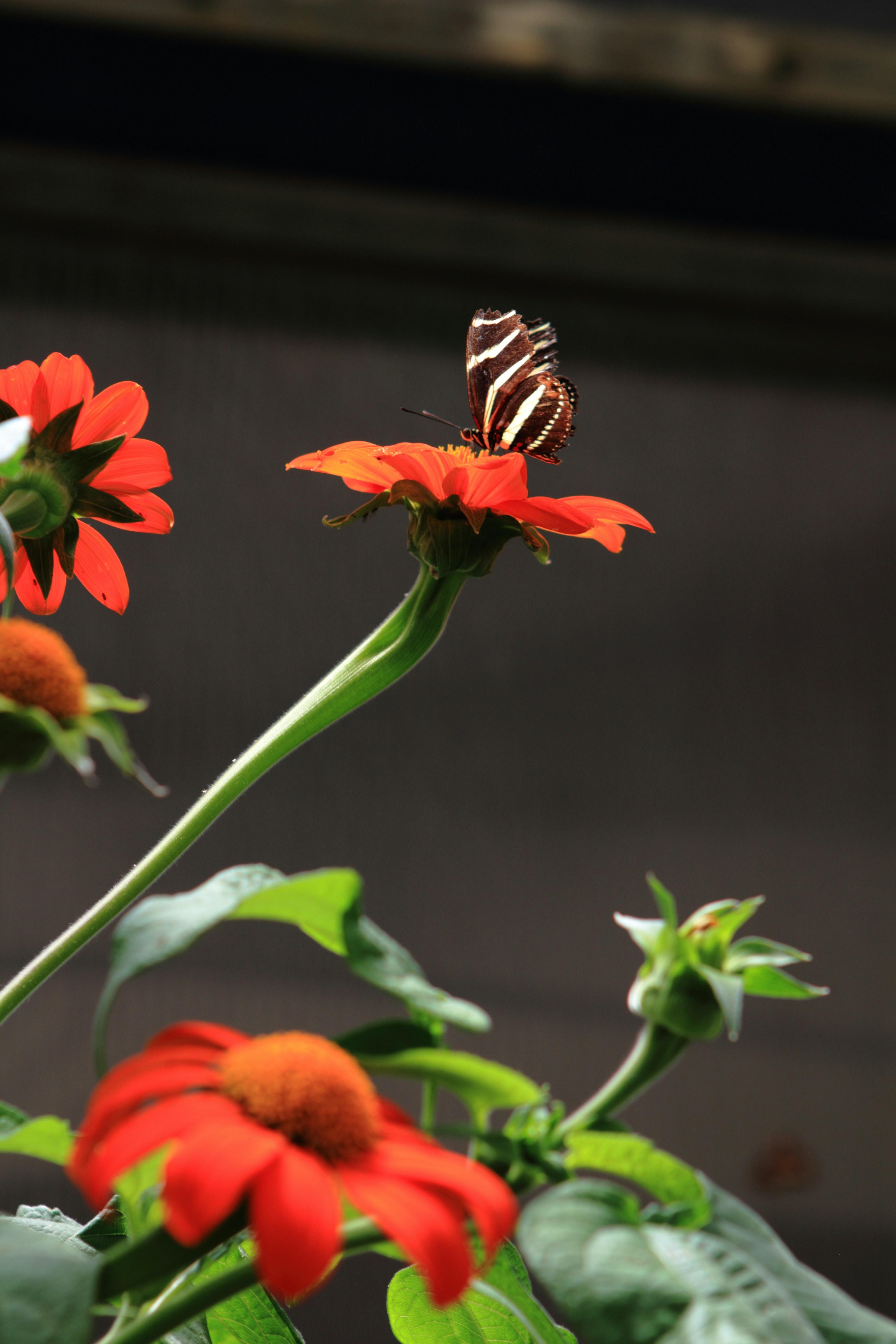 Creating a Sanctuary: Transforming Your Home into a Respiratory Haven